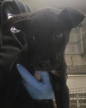 Labrador Retriever and Mixed Breed Dogs Available for Adoption in Conroe, Texas - A427019 | PetCurious