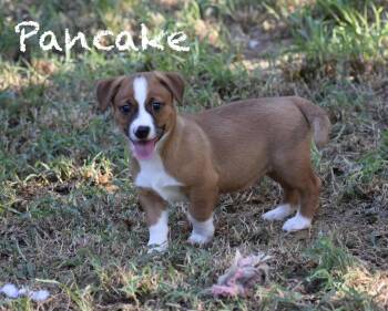 Pancake -  Corgi and Chihuahua Dog for Adoption in Topeka, Kansas - Pancake | PetCurious