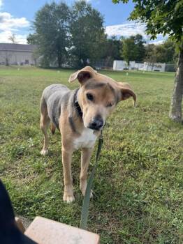 Sonny -  Shepherd Dog for Adoption in Kalamazoo, Michigan - Sonny | PetCurious