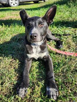 Rescue Mixed Breed Dogs for Adoption in Milton, Delaware - Garner | PetCurious