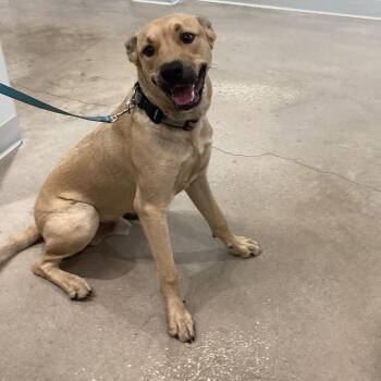 Black Mouth Cur Dogs Available for Adoption - Sailor | PetCurious