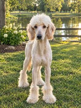Ramen -  Goldendoodle Dog for Adoption in Brownstown, Indiana - Ramen | PetCurious