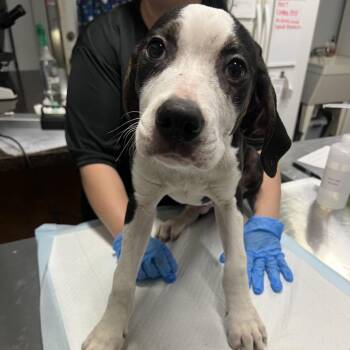 Jerome -  Mixed Breed Dog for Adoption in Summerville, South Carolina - Jerome | PetCurious
