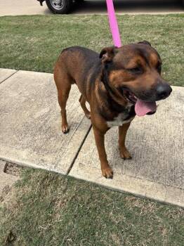 Black Mouth Cur and Mixed Breed Dogs Available for Adoption in Pearland, Texas - REDDING | PetCurious