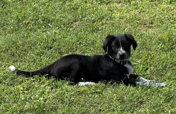 Mocha #5279 -  Australian Shepherd Dog for Adoption in Ontario, California - Mocha #5279 | PetCurious