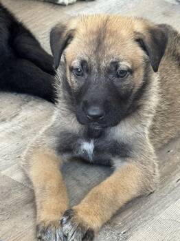 Labrador Retriever Dogs Available for Adoption in San Diego, California - Rosie