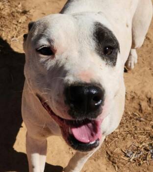 Bria - Local Lady -  Labrador Retriever and Boxer Dog for Adoption in Andover, Massachusetts - Bria - Local Lady | PetCurious