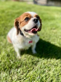 Adorable April -  Cavalier King Charles Spaniel Dog for Adoption in Fort Wayne, Indiana - Adorable April | PetCurious