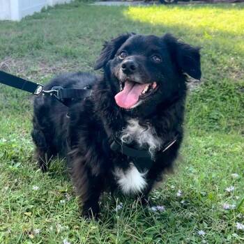 Archie -  Mixed Breed Dog for Adoption in Sarasota, Florida - Archie | PetCurious