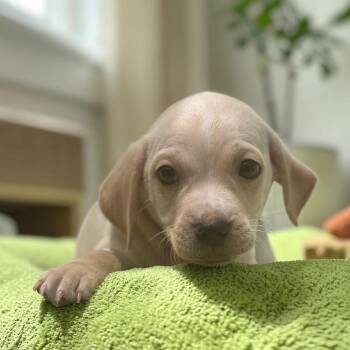 Bloom Pup - Gardenia -  Spaniel and Chihuahua Dog for Adoption in San Diego, California - Bloom Pup - Gardenia | PetCurious