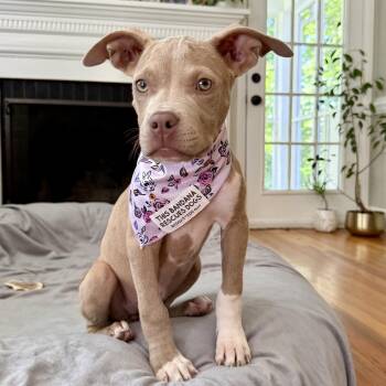 Dr. Jo Wilson -  Pit Bull Terrier Dog for Adoption in Richmond, Virginia - Dr. Jo Wilson | PetCurious
