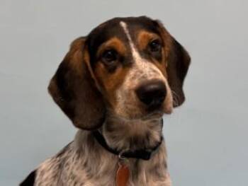 M&M -  Beagle and Mixed Breed Dog for Adoption in Minneapolis, Minnesota - M&M | PetCurious