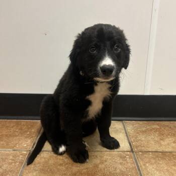 FWT Big Bend -  Labrador Retriever and Shepherd Dog for Adoption in Midland, Texas - FWT Big Bend | PetCurious