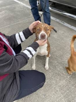 Terrier Dogs Available for Adoption - KiKi  | PetCurious