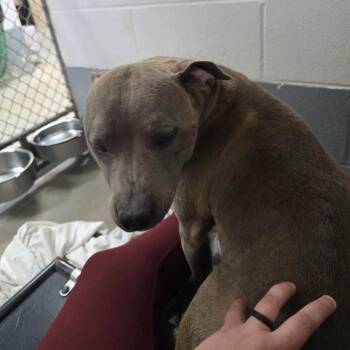Everest -  Mixed Breed Dog for Adoption in Columbus, North Carolina - Everest | PetCurious