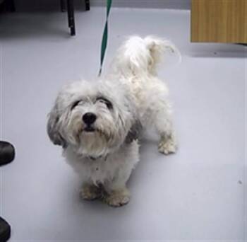 MOGLEY -  Shih Tzu and Mixed Breed Dog for Adoption in St. Cloud, Florida - MOGLEY | PetCurious