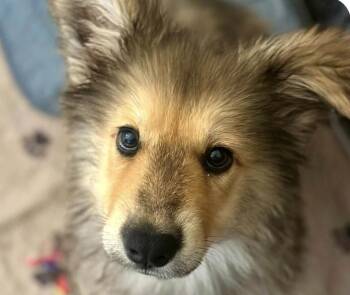 Maverick -  Shepherd Dog for Adoption in San Ramon, California - Maverick | PetCurious