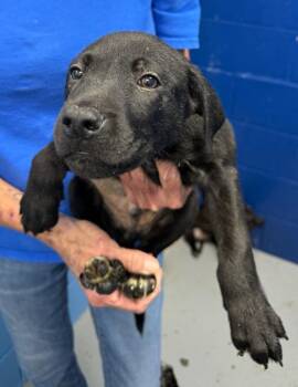 Boss Hogg (Dukes of Hazzard x 5) -  Labrador Retriever Dog for Adoption in Hartsville, South Carolina - Boss Hogg (Dukes Of Hazzard X 5) | PetCurious