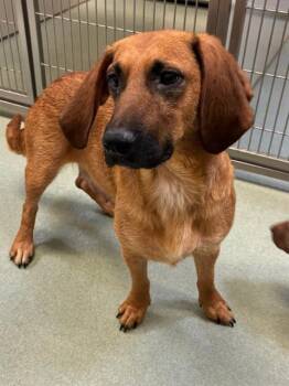 Basset Hound Dogs Available for Adoption in Petaluma, California - Pasta | PetCurious