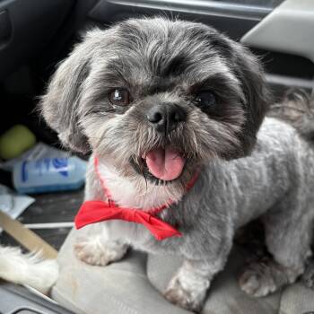Alfie -  Shih Tzu Dog for Adoption in Mcallen, Texas - Alfie | PetCurious