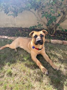 Shepherd and Pit Bull Terrier Dogs Available for Adoption - Peanut | PetCurious