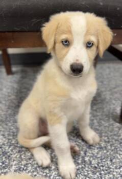 Potato -  Aussiedoodle and Mixed Breed Dog for Adoption in Bemidji, Minnesota - Potato | PetCurious