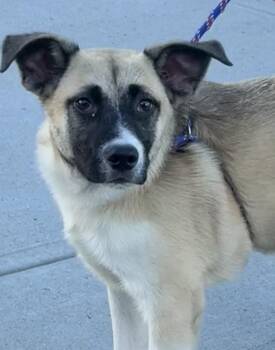 Heckles -  Australian Cattle Dog Blue Heeler and Husky Dog for Adoption in Milford, Connecticut - Heckles | PetCurious