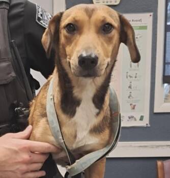 Maple -  Corgi Dog for Adoption in Hollister, Missouri - Maple | PetCurious