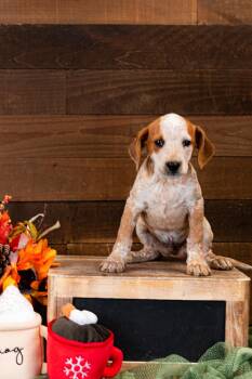Rescue Hound Dogs for Adoption in Brighton, Colorado - 967-25 | PetCurious
