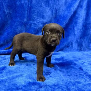 Charcoal -  Mixed Breed Dog for Adoption in Riverwoods, Illinois - Charcoal | PetCurious