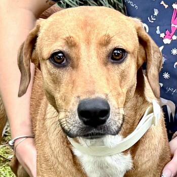 Rescue Labrador Retriever and Rhodesian Ridgeback Dogs for Adoption in Sequatchie, Tennessee - Bonnie -s | PetCurious