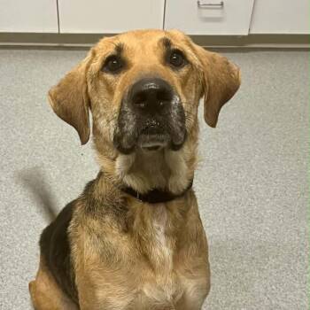 Tia -  Hound Dog for Adoption in Moundsville, West Virginia - Tia | PetCurious