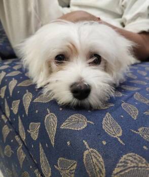 Falcor -  Maltese Dog Available for Adoption in Semmes, Alabama - Falcor | PetCurious