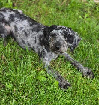 Monet -  Poodle Dog for Adoption in Decatur, Indiana - Monet | PetCurious