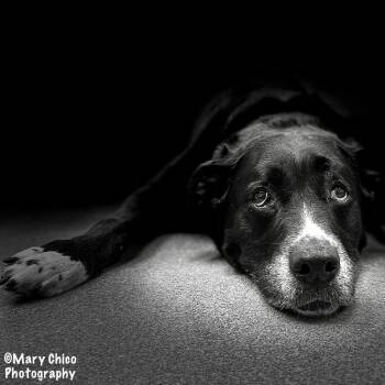 Bailey Jean -  Labrador Retriever Dog for Adoption in Baltimore, Maryland - Bailey Jean | PetCurious