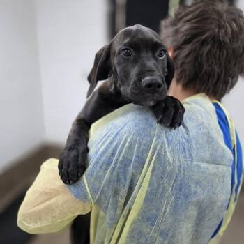 Brick -  Hound and Cane Corso Dog for Adoption in Incline Village, Nevada - Brick | PetCurious