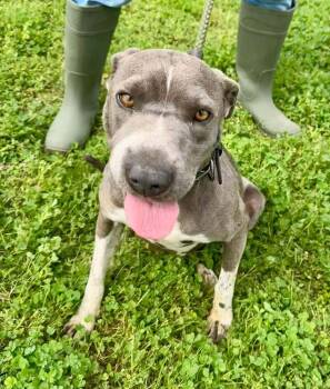 Rescue Mixed Breed Dogs for Adoption in Scott, Louisiana - Momma | PetCurious
