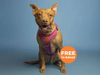 Rhodesian Ridgeback Dogs Available for Adoption in Phoenix, Arizona - HAZEL | PetCurious