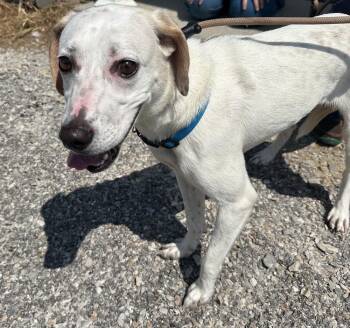 Baby G -  Mixed Breed Dog for Adoption in Evansville, Indiana - Baby G | PetCurious