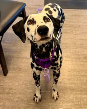 Edelweiss -  Dalmatian Dog for Adoption in Carson City, Nevada - Edelweiss | PetCurious