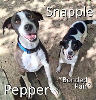 Snapple -  Mountain Dog and Australian Cattle Dog Blue Heeler Dog for Adoption in Mountain View, Arkansas - Snapple | PetCurious