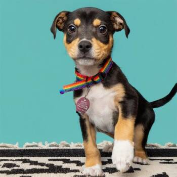 Labrador Retriever and Mixed Breed Dogs Available for Adoption in St. Louis, Missouri - ZENITSU | PetCurious