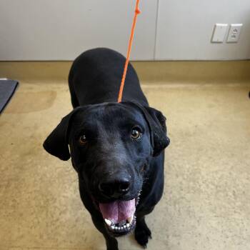 Labrador Retriever Dogs Available for Adoption - Jax | PetCurious
