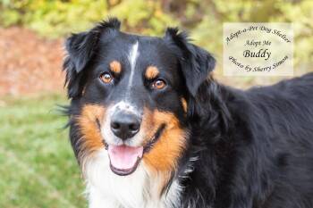 BUDDY -  Australian Shepherd Dog for Adoption in Shelton, Washington - BUDDY | PetCurious