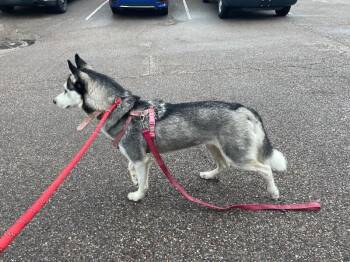 Sky -  Husky Dog for Adoption in Cincinnati, Ohio - Sky | PetCurious