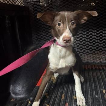 Katelyn Bark -  Mixed Breed Dog for Adoption in Gadsden, Alabama - Katelyn Bark | PetCurious