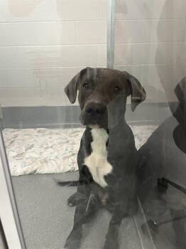 GARY -  Pit Bull Terrier Dog for Adoption in Indianapolis, Indiana - GARY | PetCurious