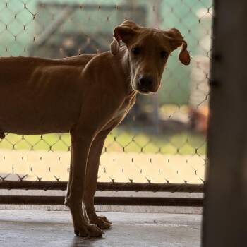 Gucci -  Mixed Breed Dog for Adoption in Pauls Valley, Oklahoma - Gucci | PetCurious