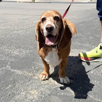 Basset Hound Dogs Available for Adoption - Pippa  | PetCurious