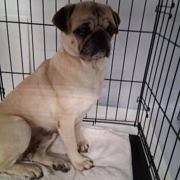 Pug Dogs Available for Adoption in Floresville, Texas - Mama | PetCurious